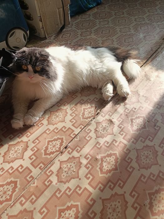 Котик ищет невесту вислоухий