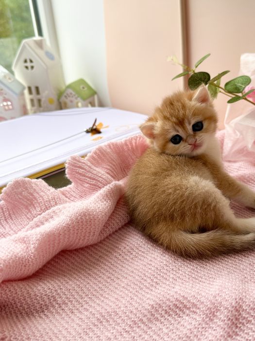 Британские котята