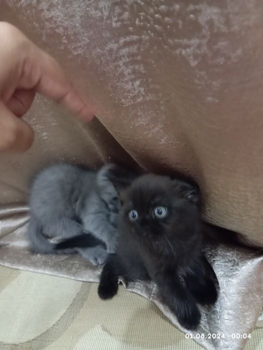 Срочно продам катят 1 мамаша 5 малыша