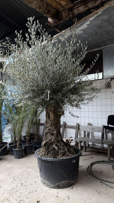 Maslin Oleea Europaea 100 ani