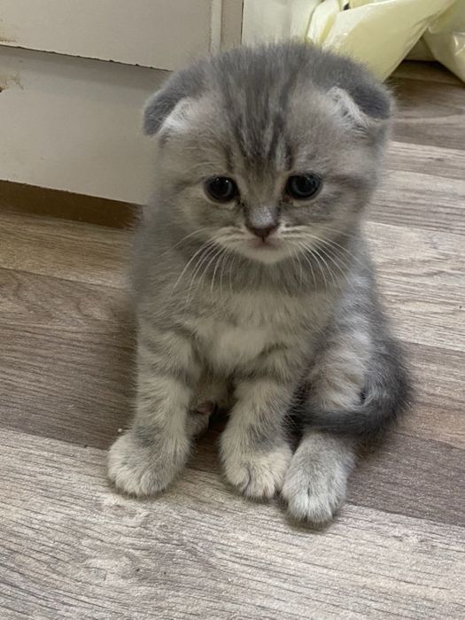 Котенок - шотландская вислоухая