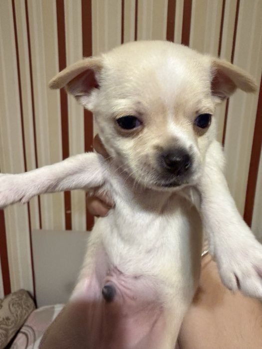 Мини чихуахуа…….