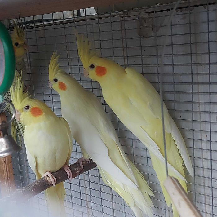 Молодые кореллы самочки .