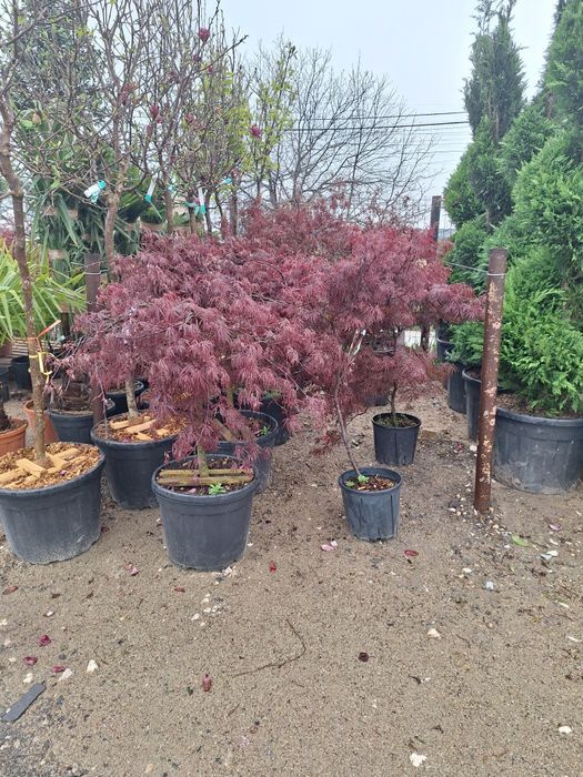 Arțar japonez magnolia Camelia plante ornamentale