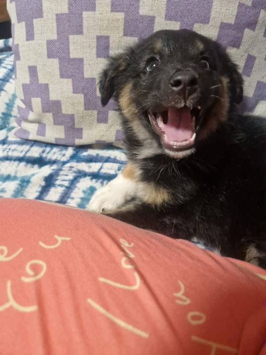 Отдам щенков только в добрые руки.