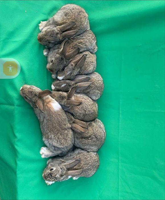 Sotiladi: 1 oylik sog‘lom quyon bolachalari.