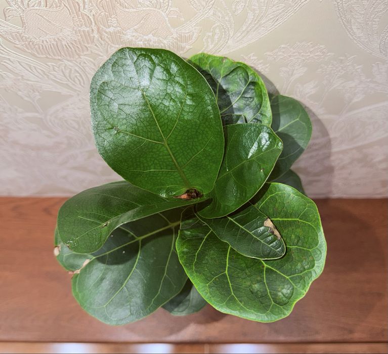 Фикус, комнатные растения, комнатные цветы