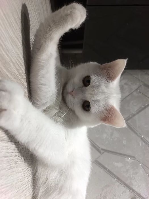 Sotiladi mushuk zotli toza sog'lom mushuk