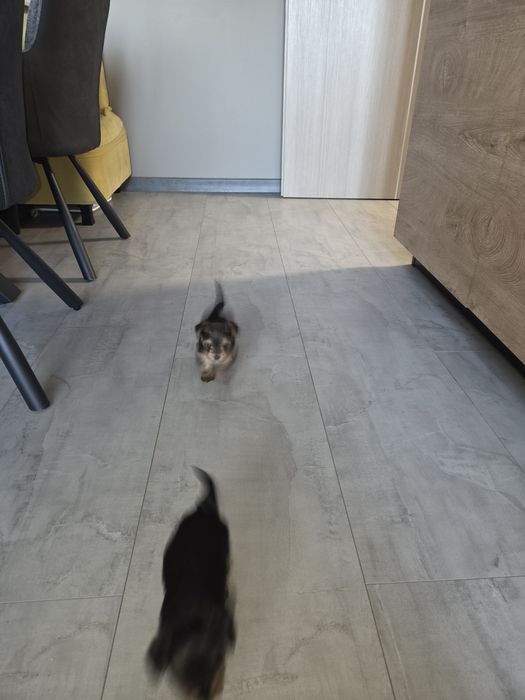 Мини Йорки момчета