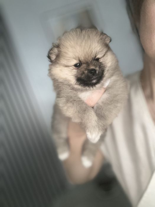 Готовятся к продаже Шпицы помиранцы девочки