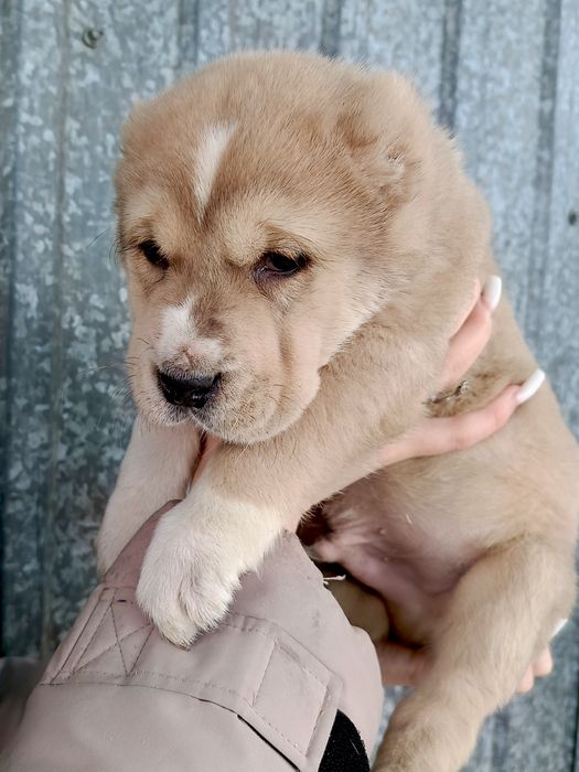 Продам щенков азиатов