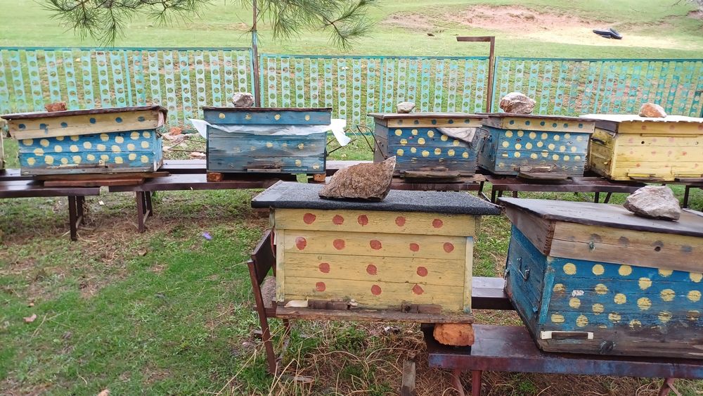 Пчелосемьи продам