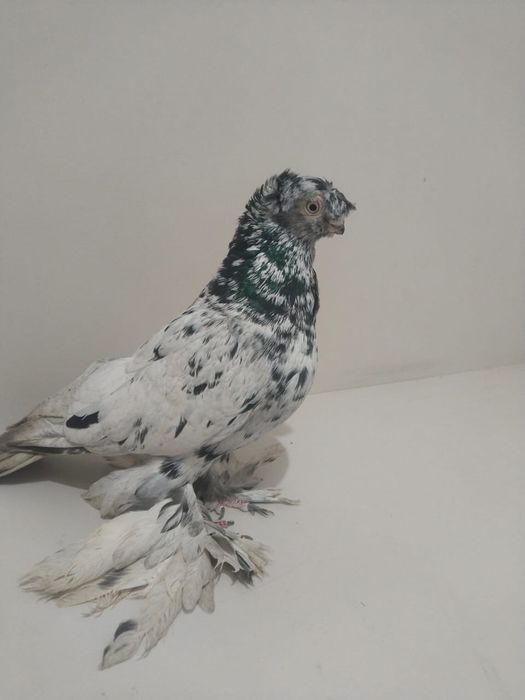 Голубы двухшубые