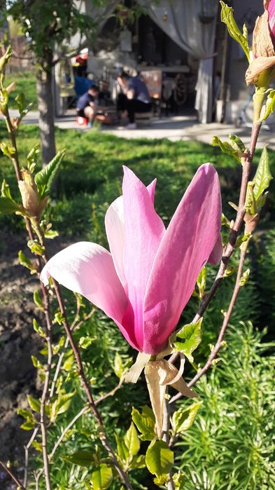 Cadru motor megane 2 + bara stabilizatoare