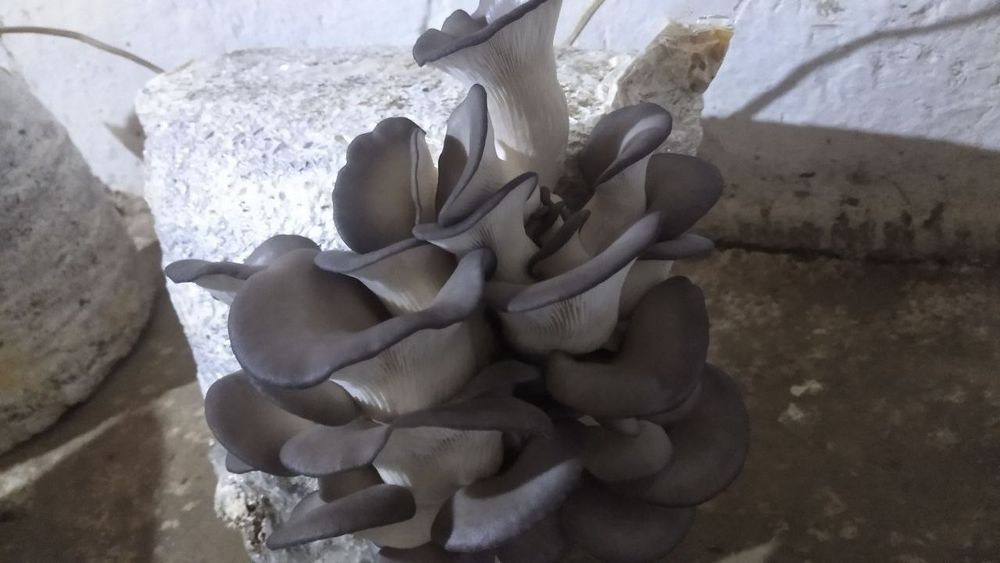 Семена грибов Вешенки