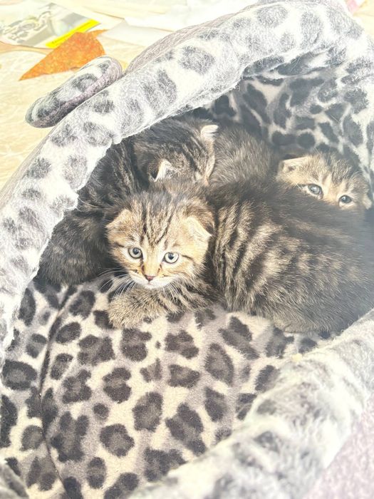 Вислоухие котята