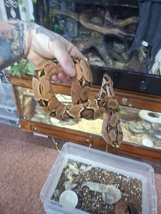 Boa Constrictor Hypo DH 100% vpi Leopard sarpe serpi