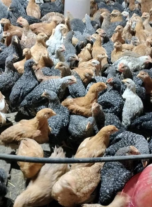 Avem pui alb de carne și pui rasă mixtă