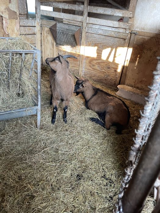 Vând Țap şi Ieduță gestantă de 1 an rasa Francez Alpin