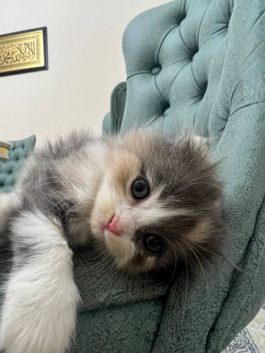 Продаётся котёнок