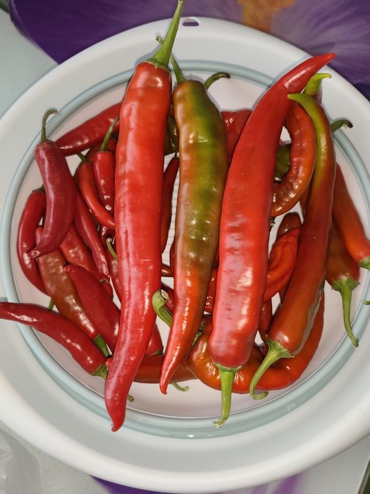Продам острый перец