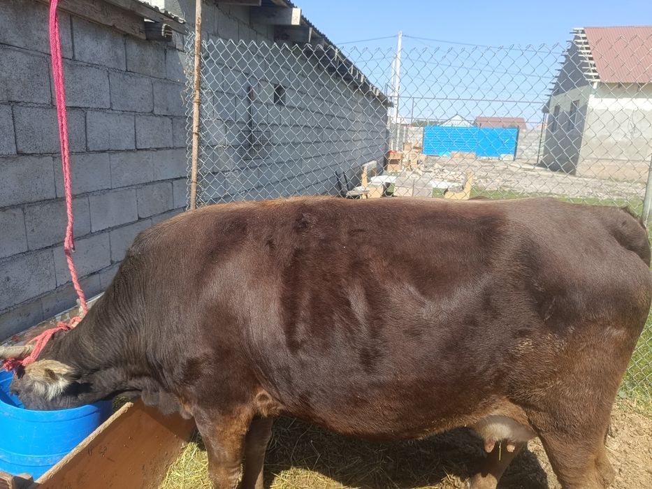 Сиыр.        сиыр