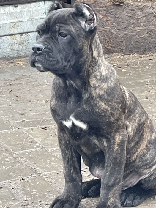 Щенки кане корсо