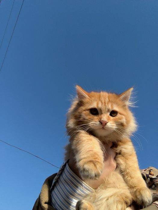 Котенок девочка 4 месяца