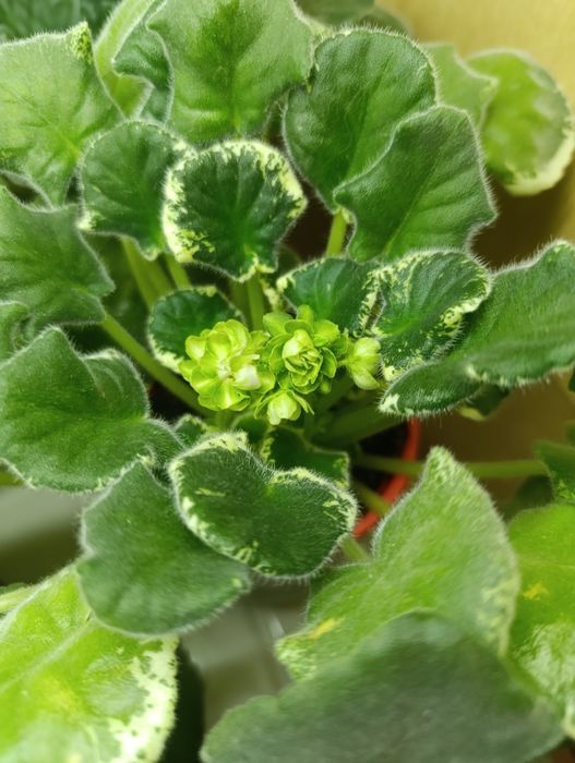 Комнатная фиалка ЛЕ Дина