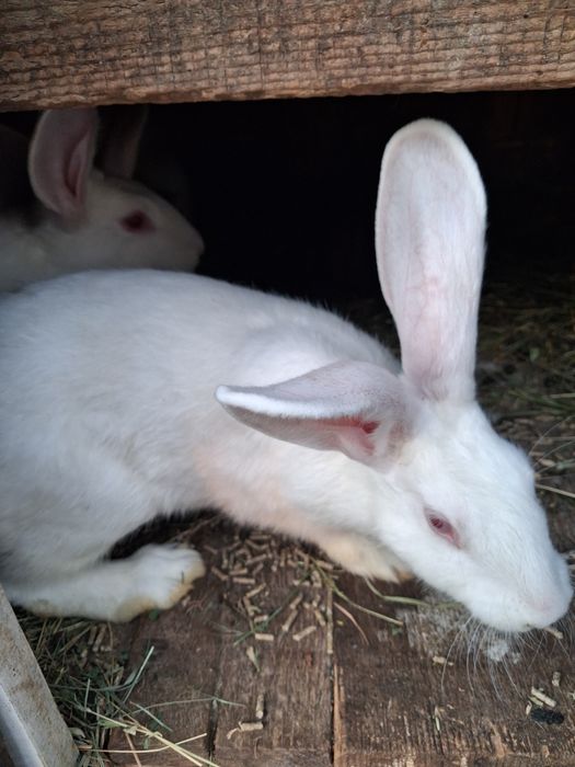 Schimb  sau  vând  masculi  de 3 luni hycole francez prețuiește 70 ron  am și femele de vânzare tot la 3 luni