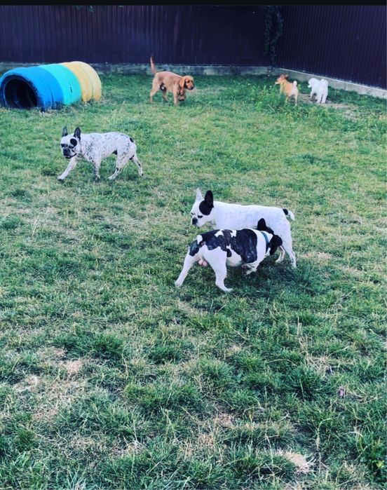 Pet sitter/ bona animale de companie