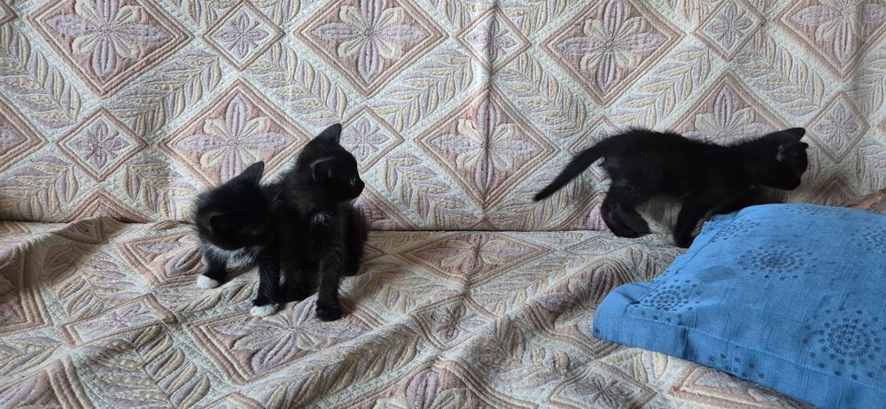 Чёрные котята в добрые руки