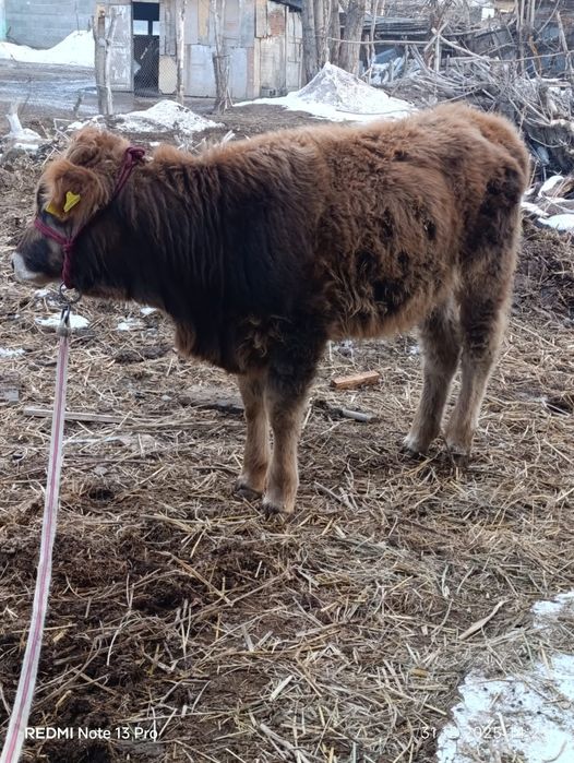 Таналар сатылады