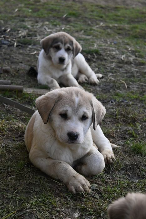Ciobănesc de Asia Centrală