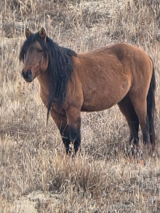Құла айғыр сатылады.