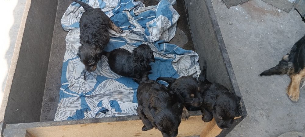 Продам щенят полу такса полу спаниель