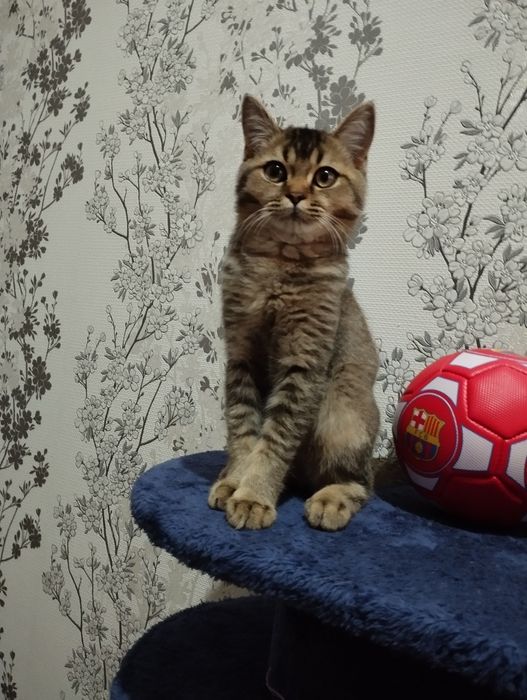 Шатлански шиншила британски қулоқ,сотилади, 100$ уғил бола