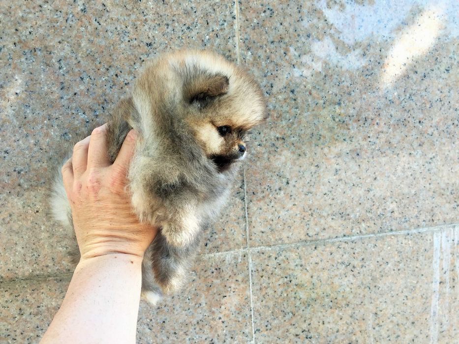 Померан мини Померанчета