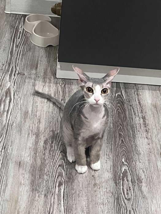 Отдам кошку бесплатно