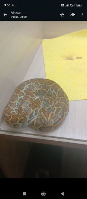 Продам молодого   питона