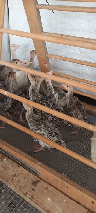 Индюшата продам срочно