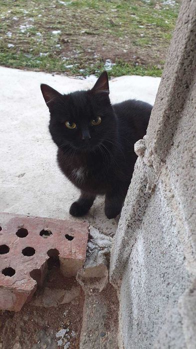 Черна котка на 6 мес. търси дом