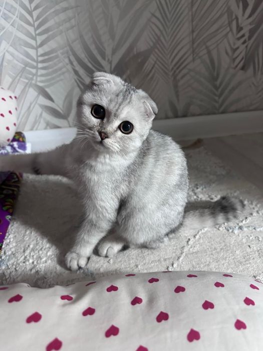 Отдам шотландская кошка
