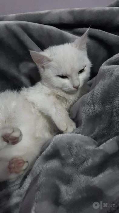 Turetskiy angora