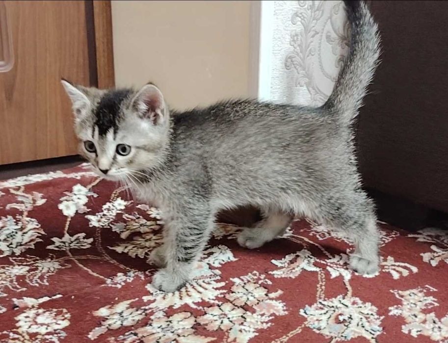 Шотландка страйт 2ойлик