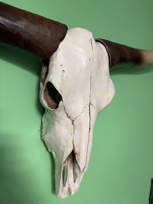 Vand trofeu coarne nigeria autentic nou 1200 lei