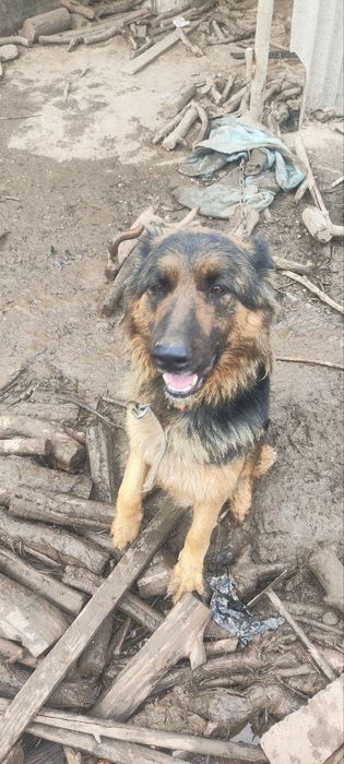 Отдам даром щенят. Порода немецкая овчарка