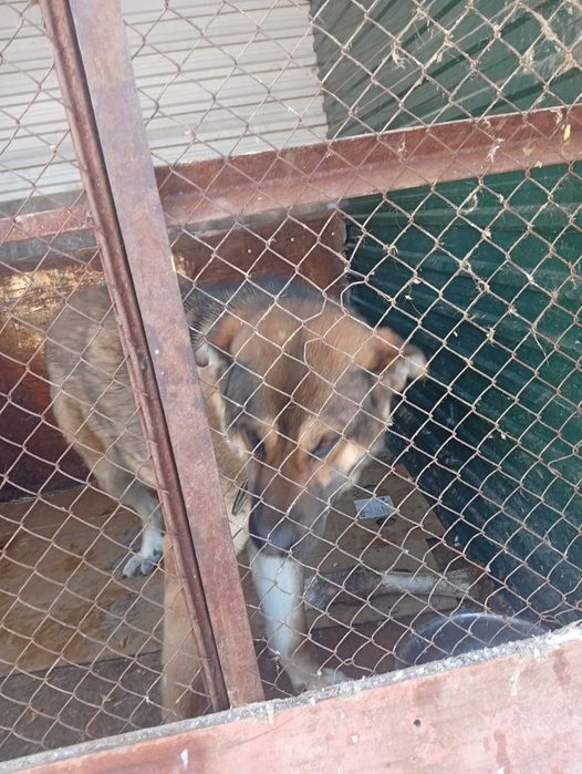 Щенки на охрану!