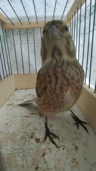 Repel sotiladi 2 oy boqilgan qushlar sayroqda qush