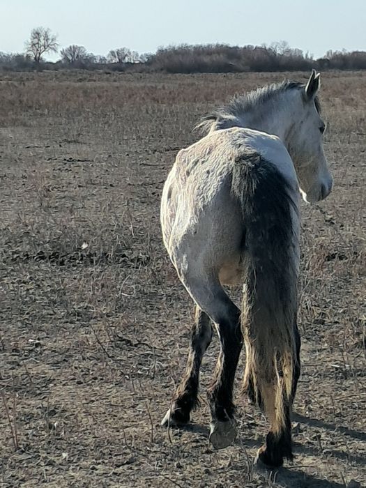 Қысыр бие сатылад